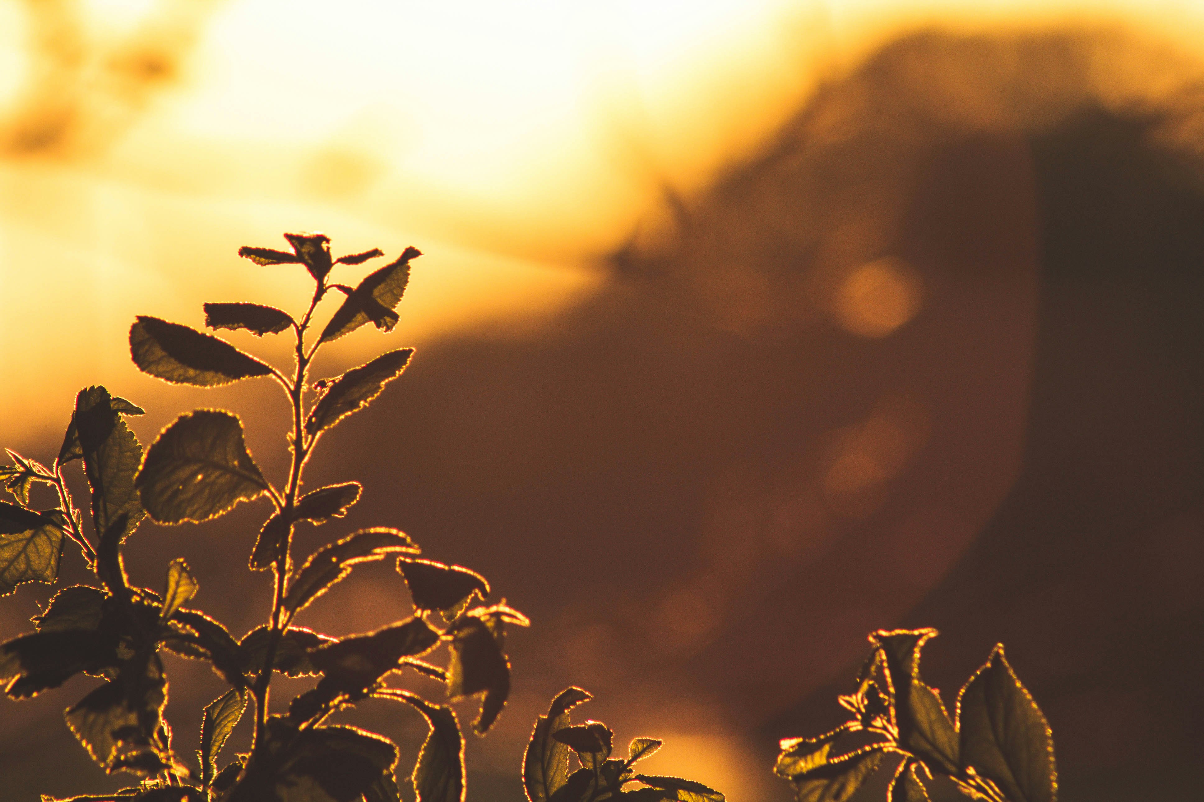 plants during golden hour